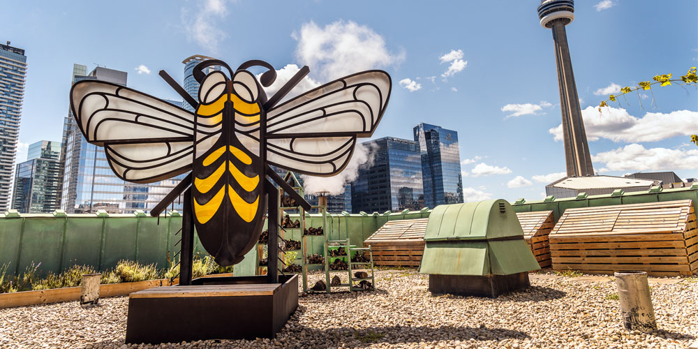The rooftop beekeping program, with a large butterfly statue and hives in the background. Beyond the rooftop is a glimpse of the CN Tower, as well as other city buildings.