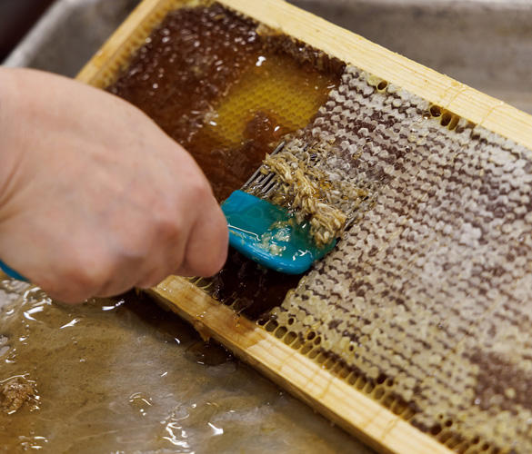 A hand holding a blue scraping tool, scraping honey from honeycombs.