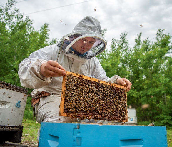A beekeeper wearing a white suit including head protection, holding a slide of honeycomb covered in bees.