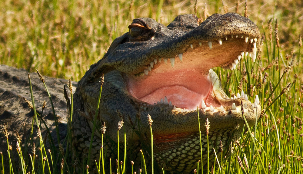 An alligator is seen among weeds, opening its mouth and showing a big mouth of teeth