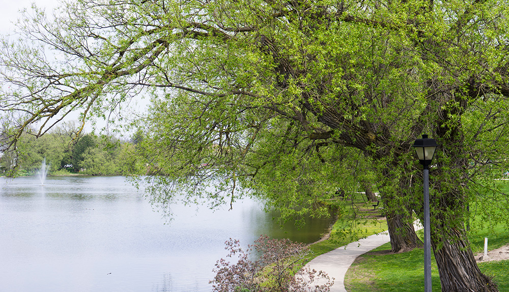 Trees in bloom along the Avon River in Stratford Ontario