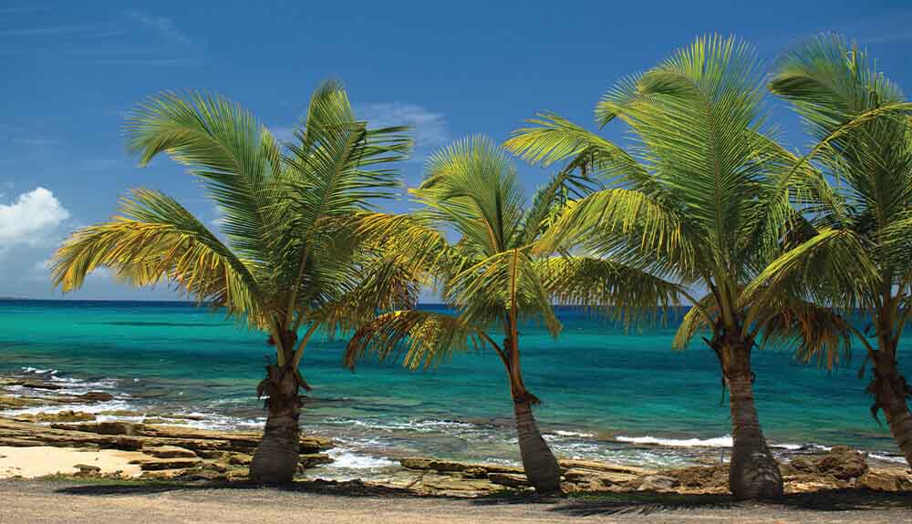 Four palm trees along the sand at Playa Los Tubos in Manati Puerto Rico