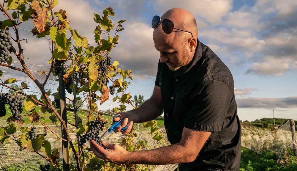 A man is shown snipping grapes from a vine