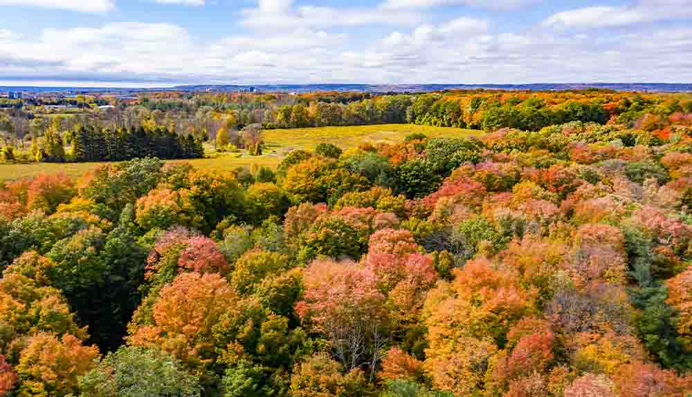 A dense forested area with trees in various shades of green, golden yellow, orange and red with a blue sky.