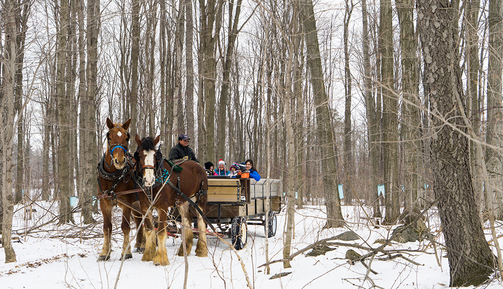 A snowy wooden scene in a forest where two large horses pull a wooden wagon filled with people in winter wear