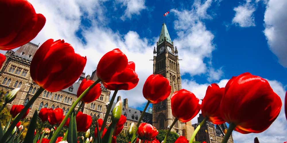 A close up of a row of red tulips, with many more tulips visible in the background. Behind the tulips are the Parliament Buildings in Ottawa. There is a clock tower that is standing tall amidst the clouds. Atop the green steeple is a red and white Canadian flag with a red maple leaf. 