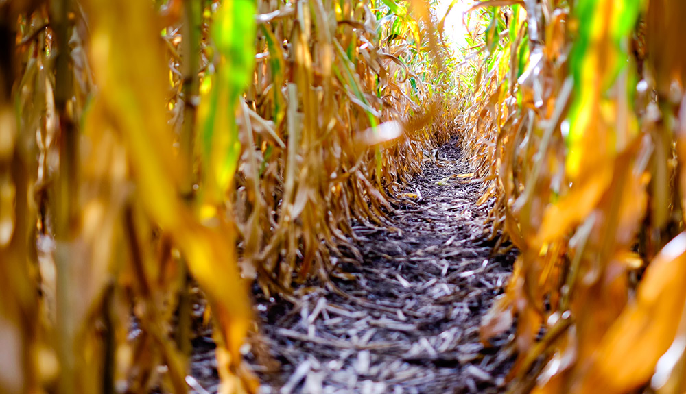Closeup shot of the walkway between two rows in a corn maze