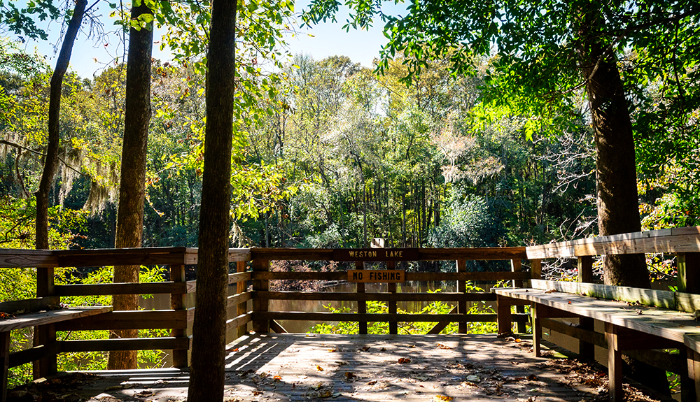 A wooden viewpoint with benches looks at a lush green forested area in Congaree National Park