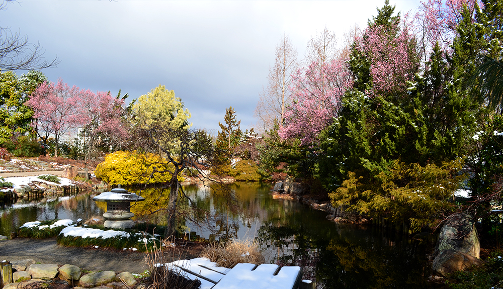 A lush variety of trees, from evergreens to cherry blossoms are seen in front of a pond at the Lewis Ginter Botanical Garden