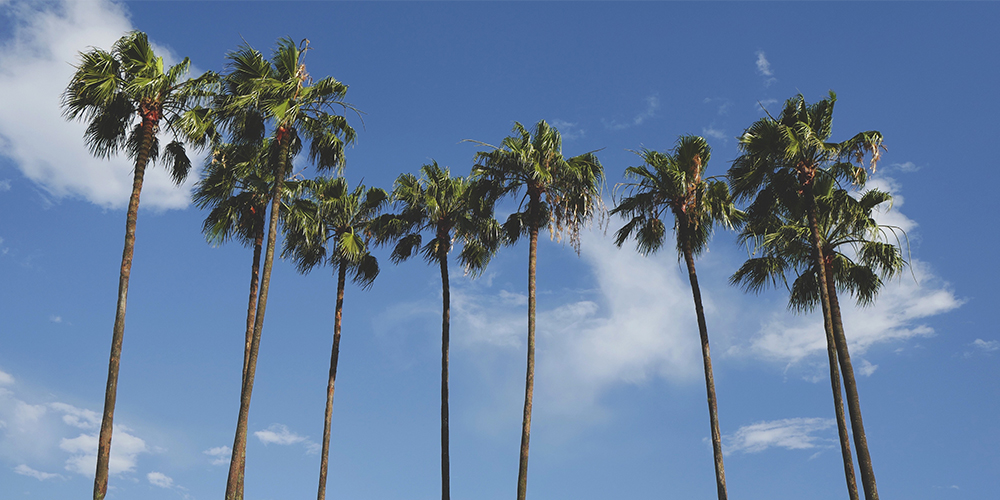 Tall palm trees are seen in front of a bright blue sky