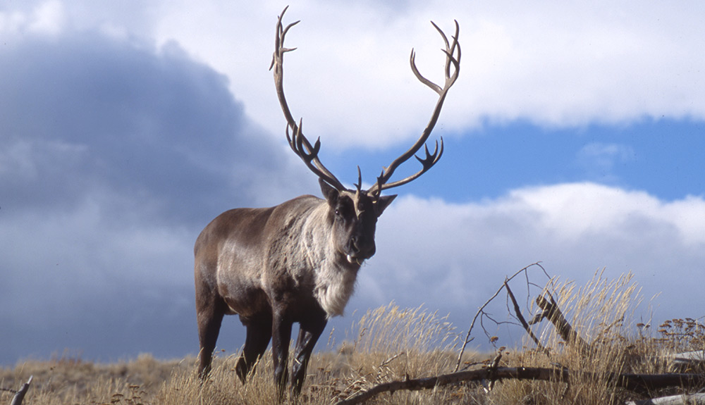 A caribou stands in a northern Canadian field