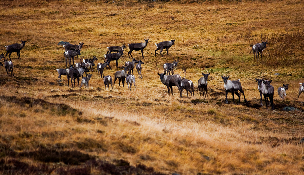 A herd of Canadian caribous gather in the dry Arctic tundra 