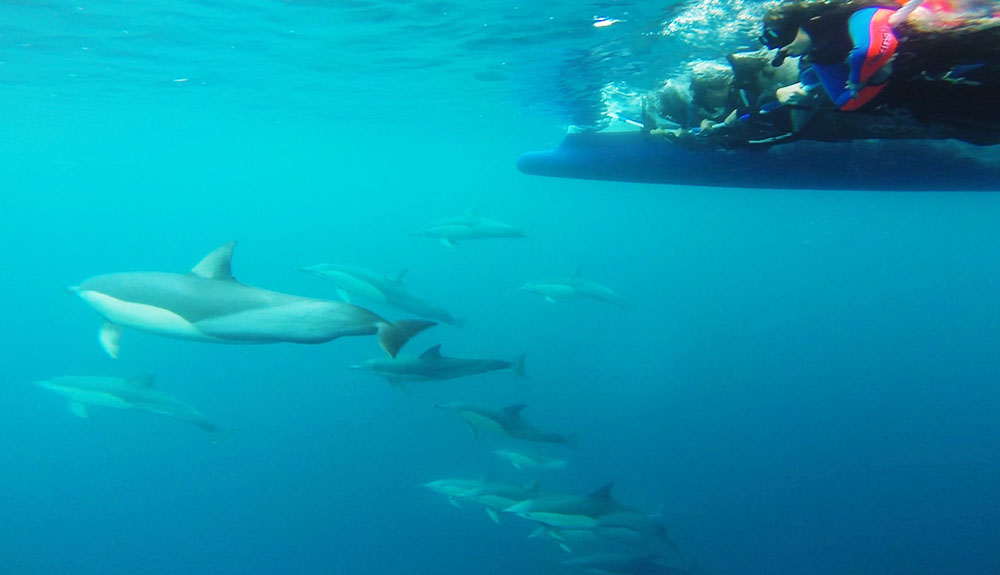 Dolphins swimming under water