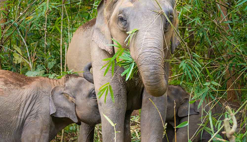 Mother elephant with two smaller outfits playing with their trunks beneath her as she stands and eats