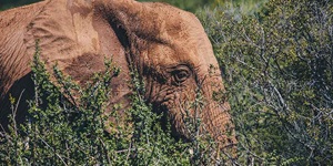 The side of an adorable elephant hanging out in a sparse bush