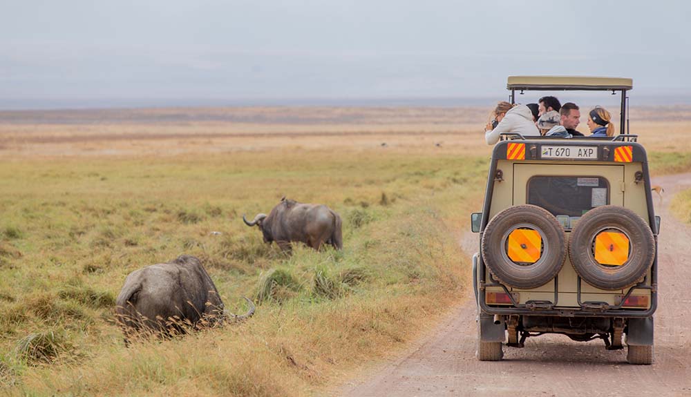 Tour jeep of people taking photos as they drive down a dirt road as wild animals hang out in the fields
