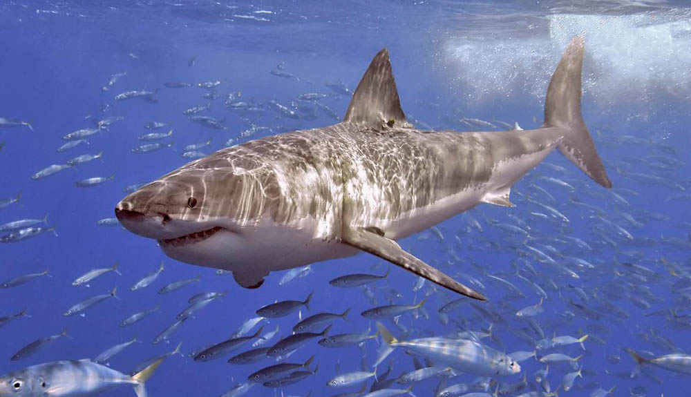 great white shark swimming amongst many fish