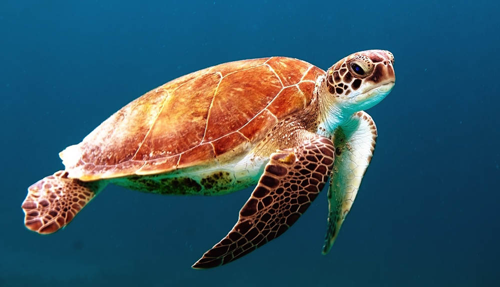 Sea turtle swimming under water