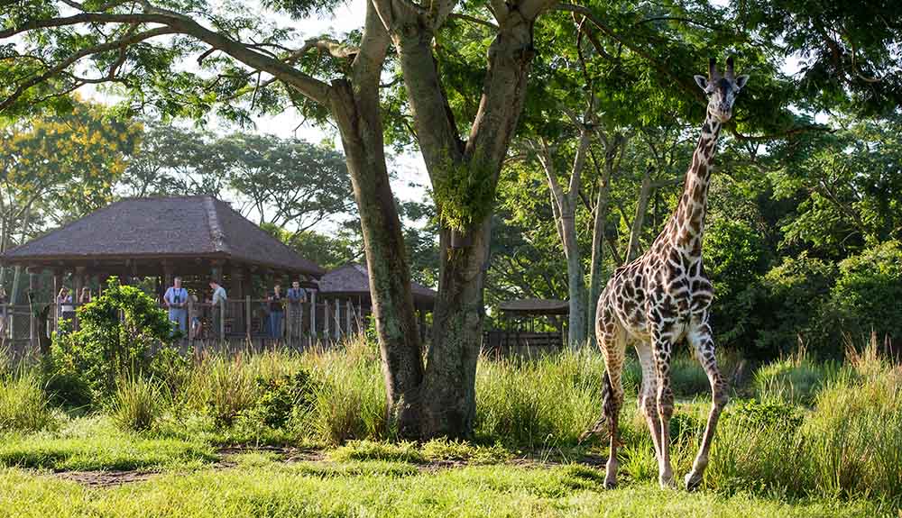 Giraffe in the grass at the Animal Kingdom