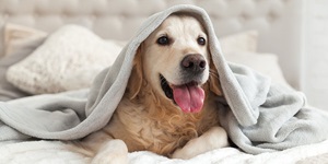 Smiling dog hiding under a blanket