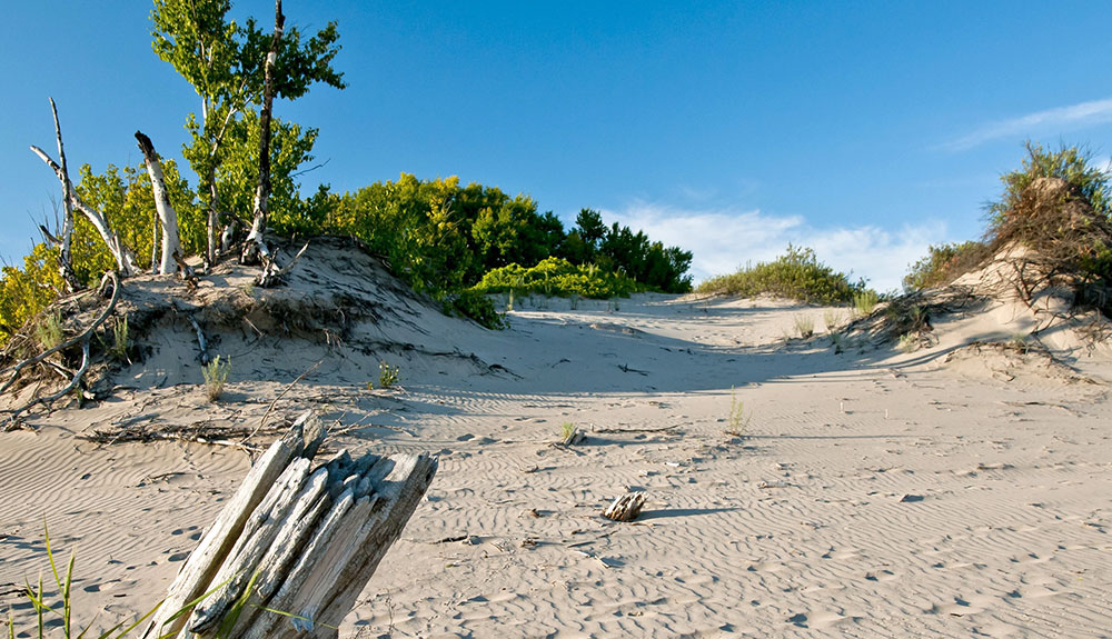 A sandy beach with bushes and small trees at the edge