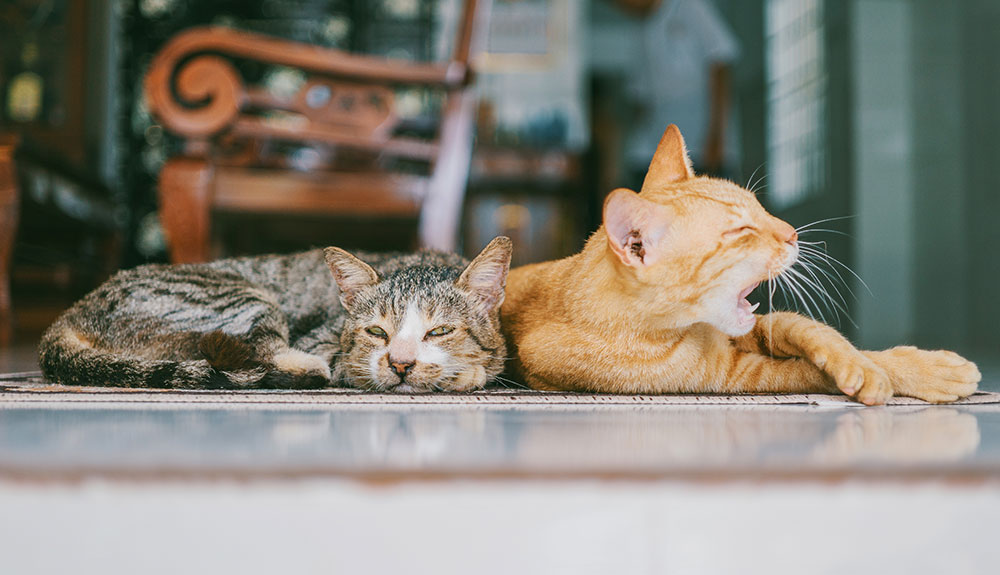 A brown and ginger cat resting together as the ginger cat yawns