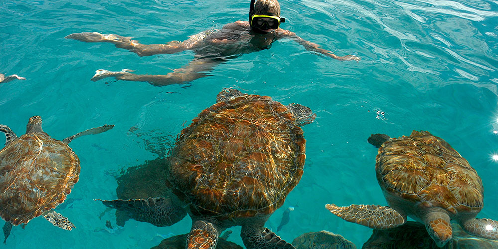 A person swimming in clear blue water with turtles.