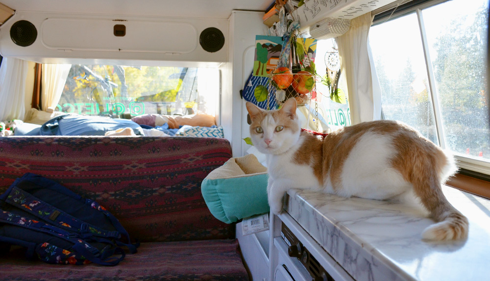An orange and white cat lounges on the marble countertop inside a cozy camper van