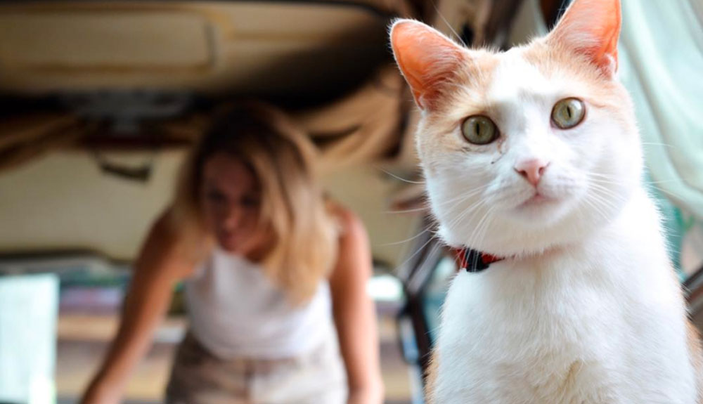 An orange and white cat looks directly at camera from inside a camper van, a woman behind