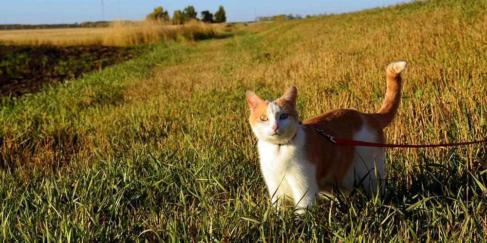 An orange and white cat on a red leash looks to camera while standing in a grassy field
