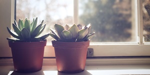 Two small succulent plants sit near a window