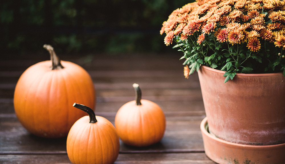 Three small pumpkins sit on a front porch beside some autumn flowers in a clay flower pot