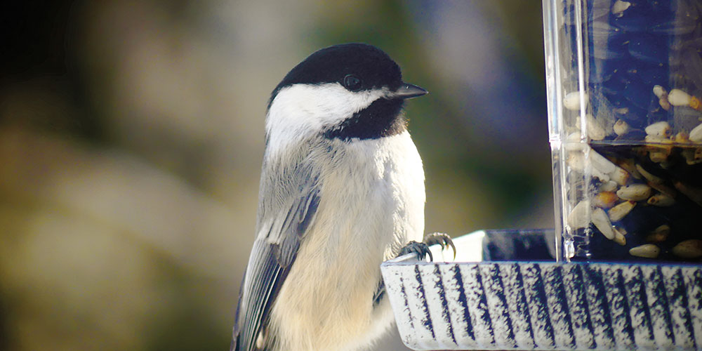 How To Put Up A Bird Feeder This Winter Caa South Central Ontario