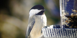 Close up of a bird perching on the edge of a feeder