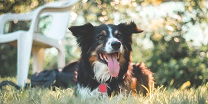 A black, brown and white dog lying on the grass smiling and panting