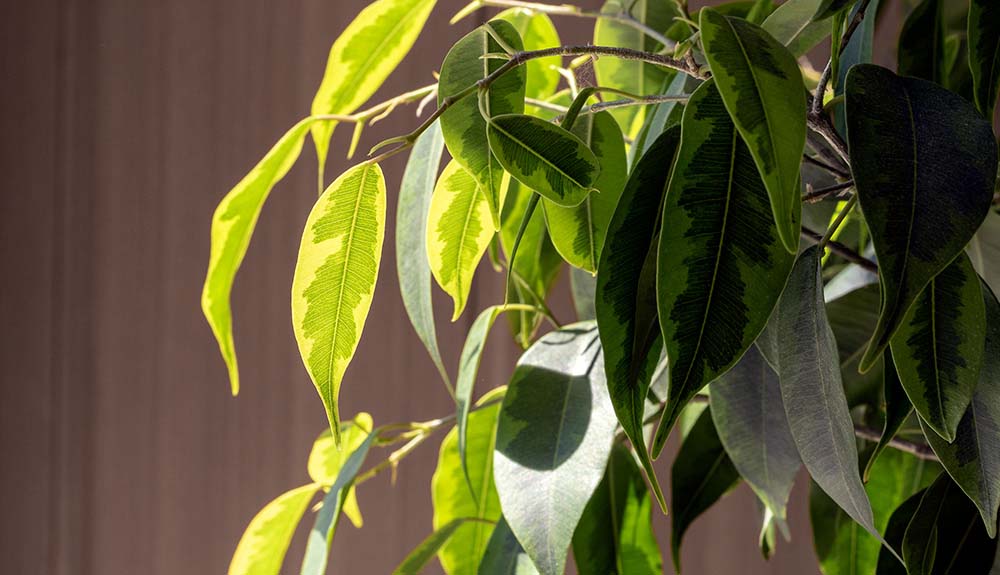 A closeup view of a ficus plant.