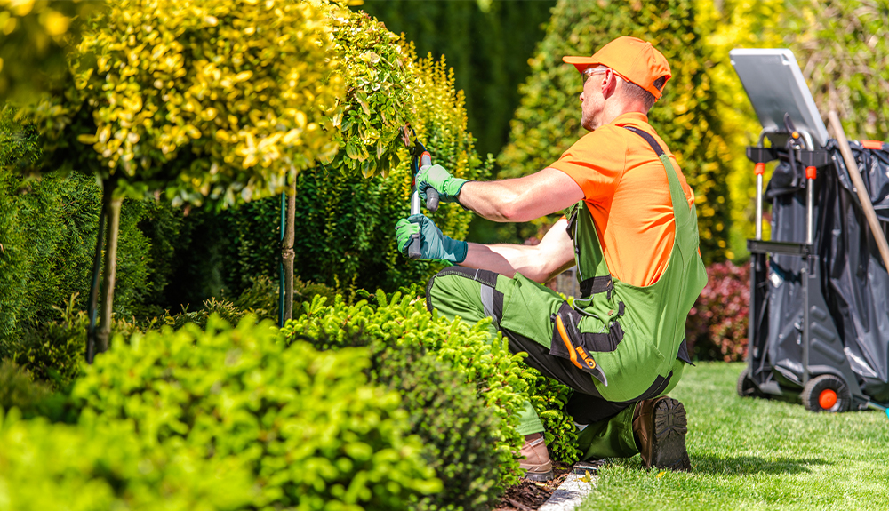 A gardener cutting shrubs with a trimmer.