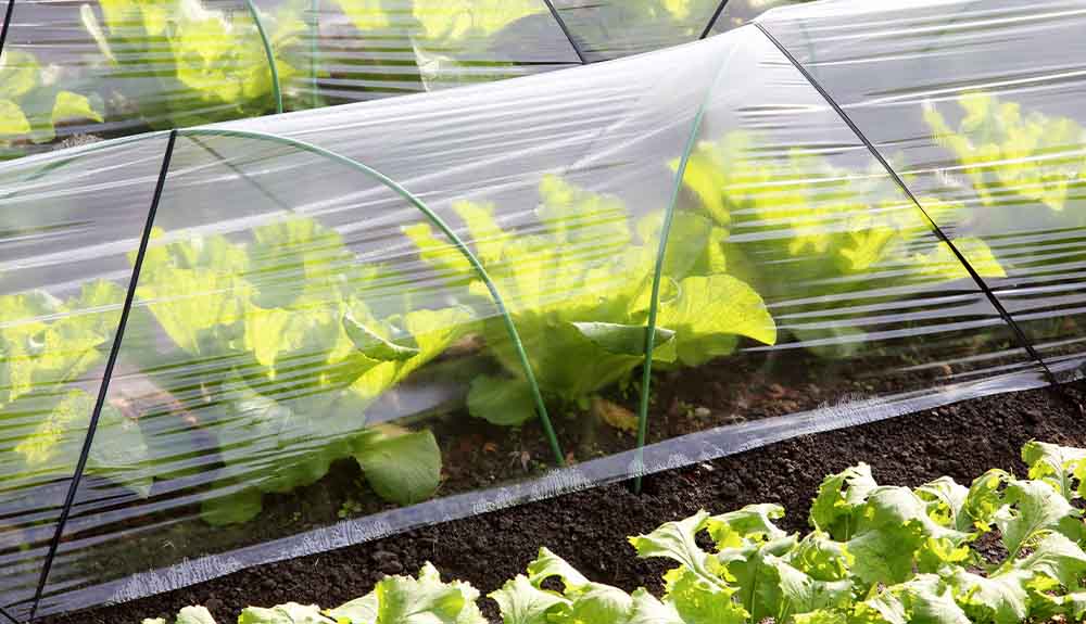 A row of lettuce plants are covered with plastic sheeting