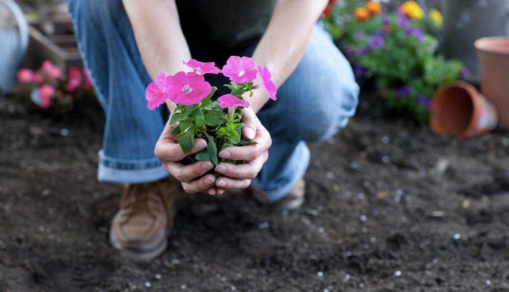 A gardener kneels to plant some flowers