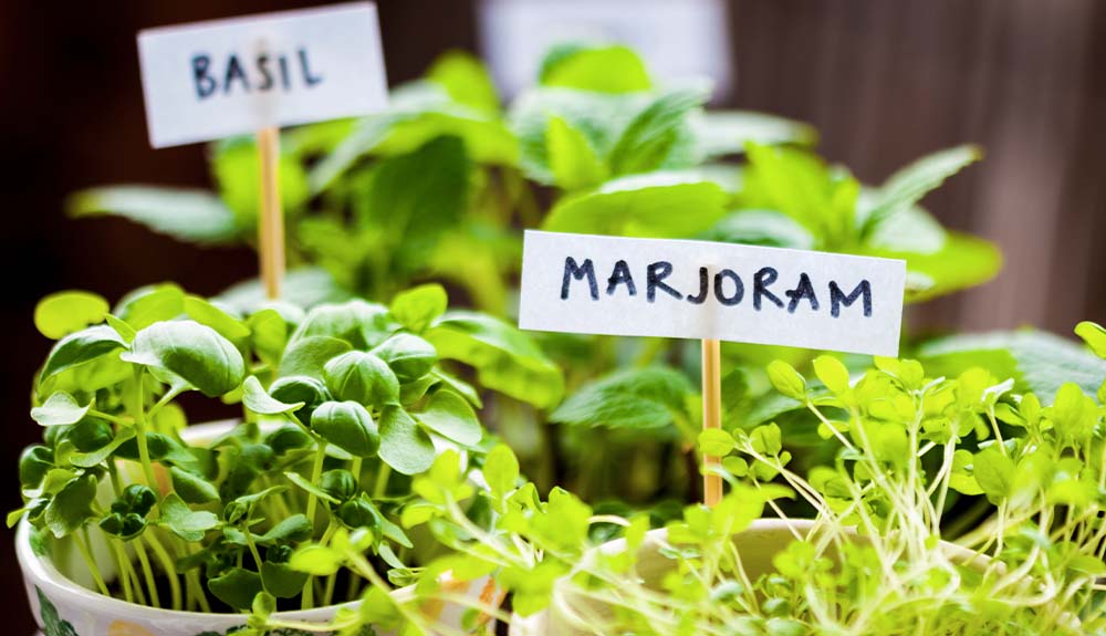 Small pots of basil and marjoram are shown