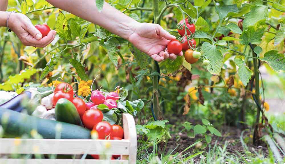 A woman picks cherry tomatoes from a garden