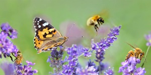 A monarch butterfly and a few bees hover over some purple flowers