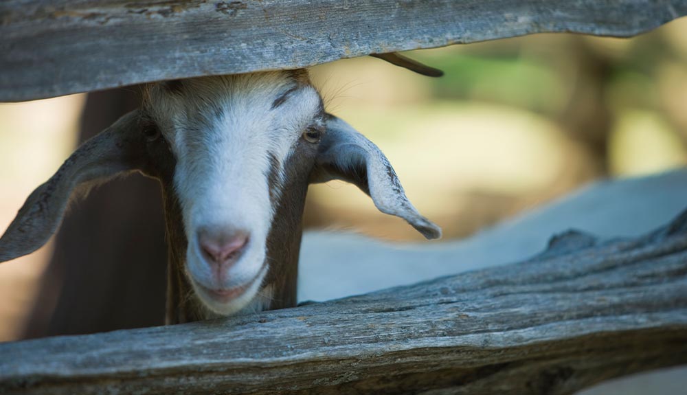 A goat is shown peeking through a wood fence