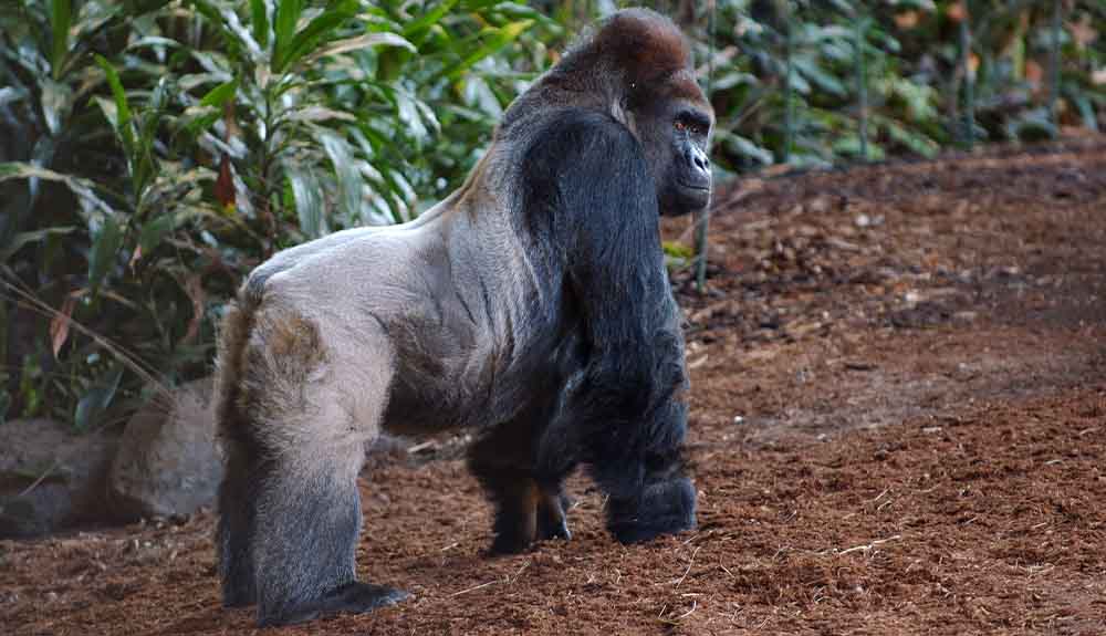A guerilla is shown on all four limbs with greenery in the background