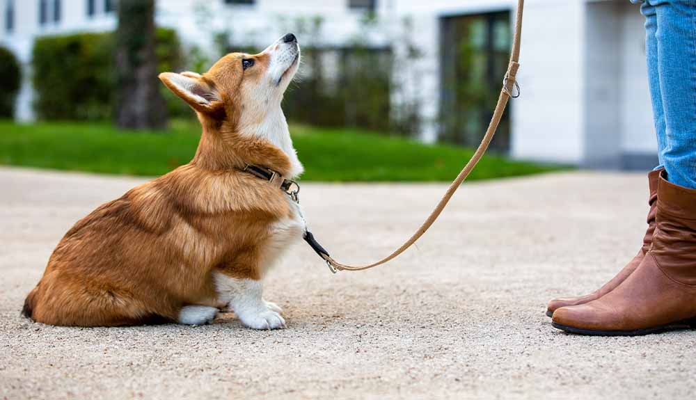 A puppy on a leash sitting at its owner's feet