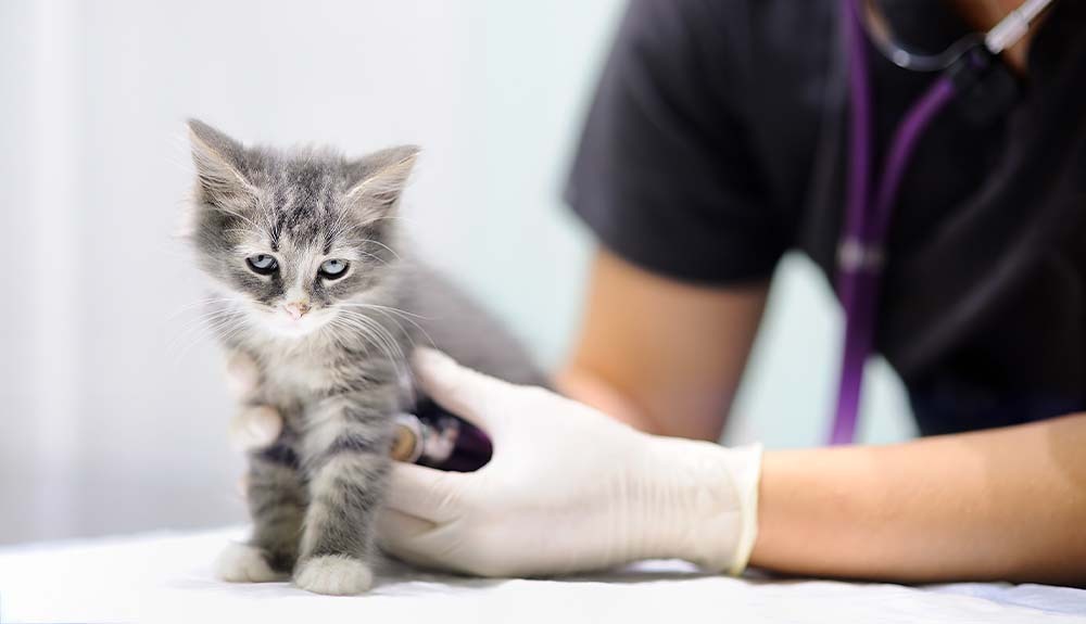 A vet with gloves holding a grey kitten