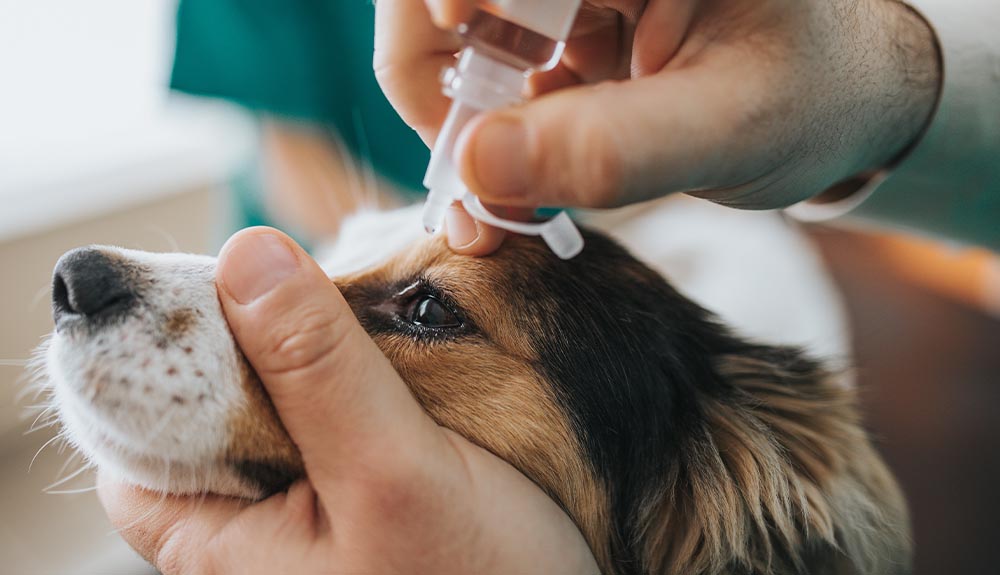 A vets hands are shown putting drops into a dog's eyes