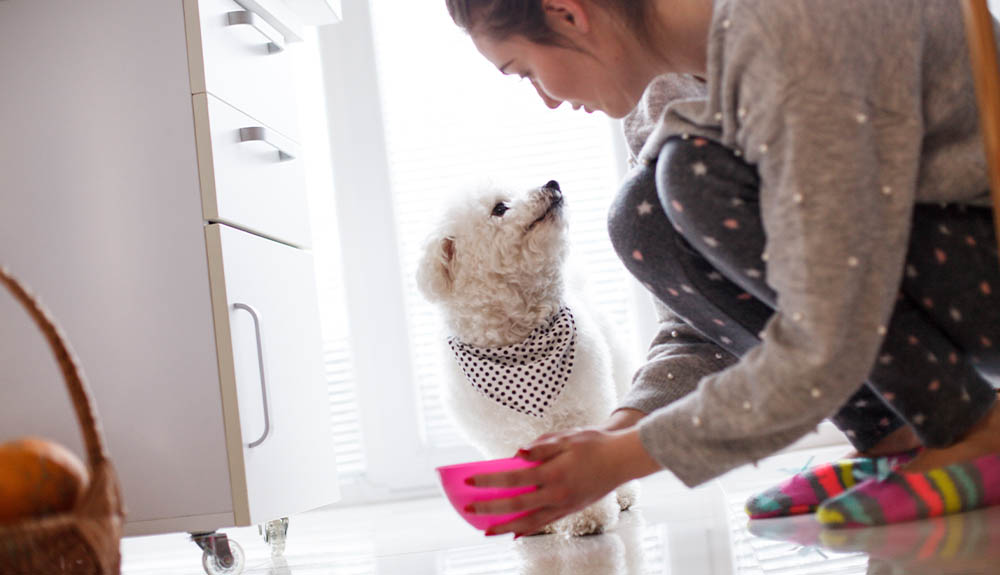 A woman puts down a pink bowl of food for her small white dog