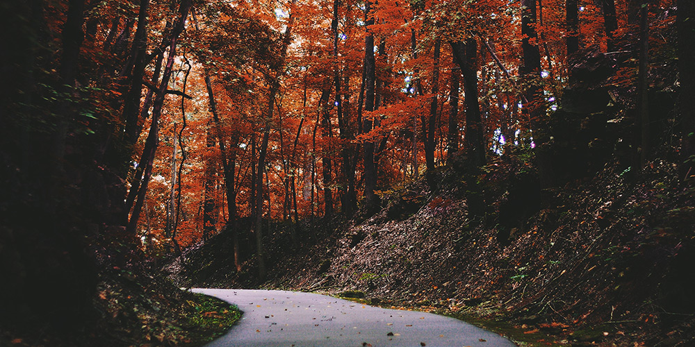 Winding wooded road in autumn