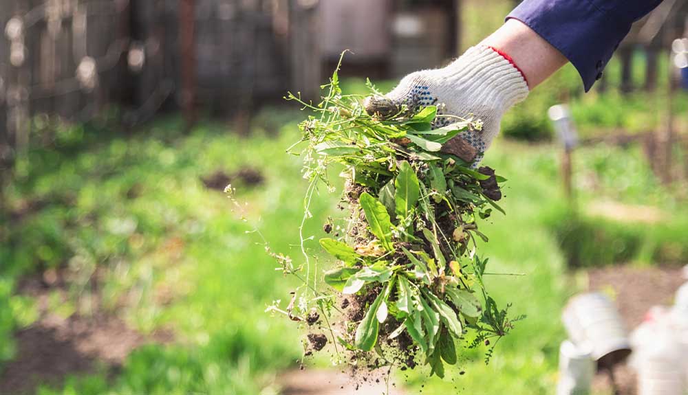 A close of a gloved hand holding a fistful of weeds and dirt.